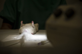 Illustration for article titled The Big Sleep: How Hibernation Could Overcome Life-Threatening Injury